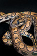 Cb. Brazilian Raindow Boa Cb. Brazilian Raindow Boa