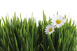 Green grass and white marguerites