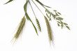 Photo: Different grain stalks, elevated view Different grain stalks, elevated view