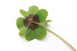 Four leaved clover