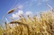 Photo: Ripe barley in field, close-up Ripe barley in field, close-up
