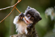 cute baby emperor tamarin (Saguinus imperator) cute baby emperor tamarin (Saguinus imperator)