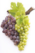 Red and white grapes