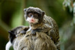 cute baby emperor tamarin (Saguinus imperator)