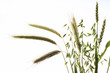 Photo: Different grain stalks, close-up Different grain stalks, close-up