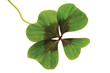Four leaved clover