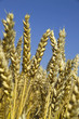 Photo: Wheat in field Wheat in field