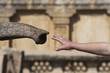 Man touching elephant's trunk