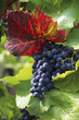 Bunch of ripe grapes on vine, close-up