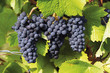 Blue grape-vine