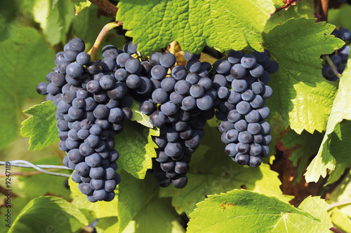Foto: Blue grape-vine Blue grape-vine