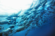 Sea breams