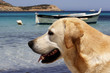 dog with traditional Corsican fishing boat in background