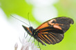 Photo: Heliconius melpomene, close-up Heliconius melpomene, close-up