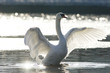 Mute swan, close-up