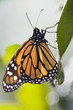 Photo: Monarch Butterfly (Danaus plexippus) on leaf, close-up Monarch Butterfly (Danaus plexippus) on leaf, close-up