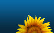 Sonneblume blauer Himmel