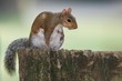 squirrel & bokeh