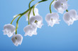Lily of the valley, convallaria majalis