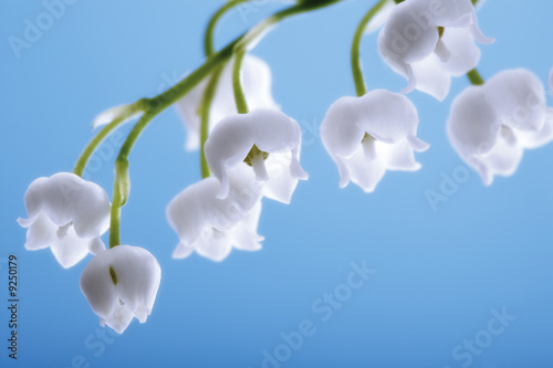 Foto: Lily of the valley, convallaria majalis Lily of the valley, convallaria majalis