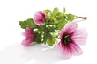 Common mallow (Malva silvestris), close-up