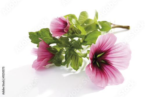 Photo: Common mallow (Malva silvestris), close-up Common mallow (Malva silvestris), close-up
