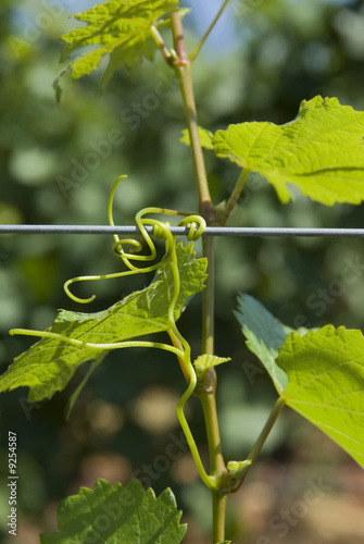 Green grape leaves and tendrils in summer.