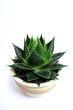 Aloe vera isolated on white background