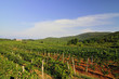 Vineyards Vineyards