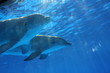 dolphins dolphins