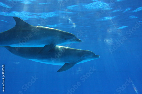 dolphin dolphin
