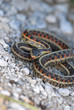 A colorful garter snake found in parts of western Missouri. A colorful garter snake found in parts of western Missouri.