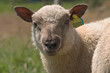 Foto: portrait d'un mouton portrait d'un mouton