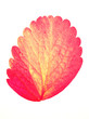 Autumn leaf. Autumn leaf.