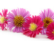 Flowers isolated over white