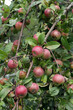 Apple tree branch