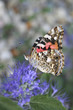 Photo: Painted Lady underwings 391 Painted Lady underwings 391