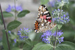Photo: Painted Lady underwings 429 Painted Lady underwings 429
