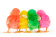 Four color chick from backside