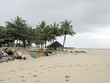 Cocotiers sur la plage, Brésil.
