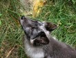 Arctic fox grey 2