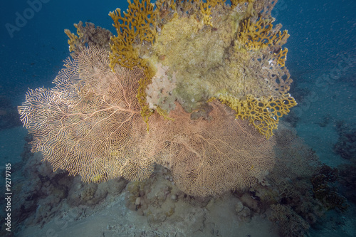 Photo: coral, fish and seafan coral, fish and seafan