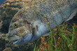 Fisch 1 Fisch 1