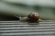 escargot