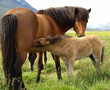 Foal nursing his mother Foal nursing his mother