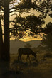Cow Elk in Morning Light at Rocky Mouontain National Park
