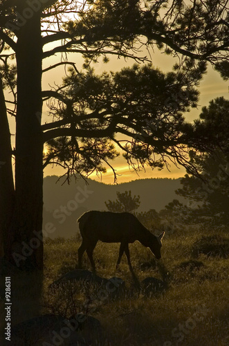 Cow Elk in Morning Light at Rocky Mouontain National Park