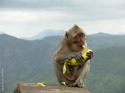 Pictures Of Monkeys Eating Bananas. Monkey eating banana