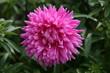 Dark pink aster