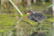Foulque macroule - Fulica atra bébé